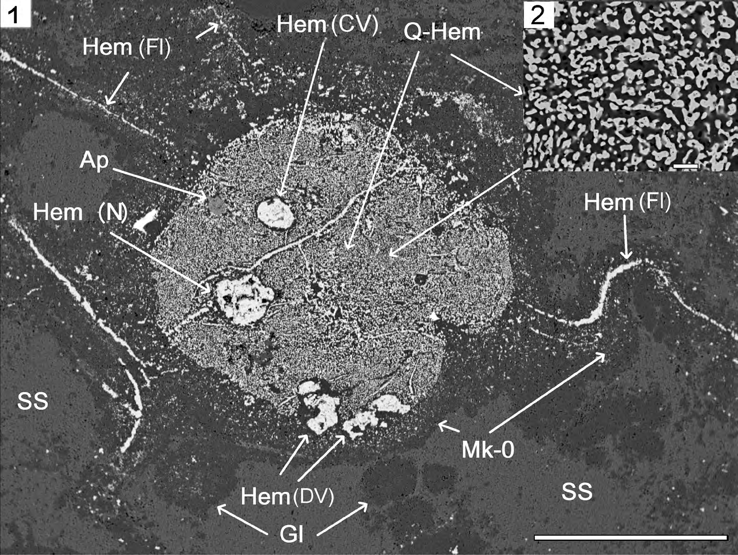 Figure 3: Microphoto of the Protoflagellates yukhalina structures in the sericite slate from cement of breccias in rhyolites under scanning electron microscope JSM-6510LA with energy- dispersion spectrometer JED-2200. 3.1. Protoflagellates yukhalina structures: Sericite slate – SS (grey) with inclusions of the rounded globules Gl (dark grey)of microquartzites, microquartzites Mk-0 (dark grey) formed during silification of cell mucous membrane, quartz-hematite aggregate Q-Hem (Q–dark grey, Hem–light grey) replacing the cell’s cytoplasm, hematite-replaced flagella Hem (Fl) (light grey), nucleus Hem (N) (light grey), hematite-replaced contractile vacuoles Hem (CV) (light grey), hematite-replaced digestive vacuoles Hem (DV) (light grey), Apatite – Ap; 3.2. Quartz-hematite aggregate with symplectic texture of intergrowth of two mineral phases: quartz (dark grey) and hematite (light grey). Polished section. With analyzer. Scale ruler – 0.1 mm.
