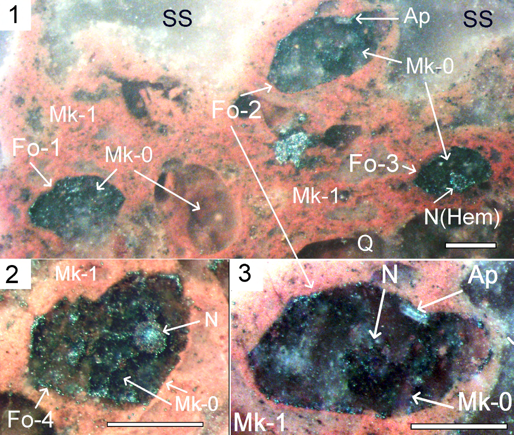 Figure 4: Microfossils of foraminifera-like structures in microquartzites. Polished section. Scale 0.5 mm. 4.1. Foraminifera- like structure (Fo) in microquartzites (Mk-1) and sericite slate (SS), composed of Mk-0 and grains of hematite. Inside the contours, a rounded zonal nucleus-like structure (N) is composed of hematite (Hem). Moving away from the core of the fibrous formations made up of chains of hematite grains; 4.2. Foraminifera-like structure (Fo-4) in microquartzite (Mk-1), composed Mk-0 and grains of hematite. Inside the contours, a rounded zonal nucleus-like structure is composed of hematite and quartz- hematite aggregate (Q-Hem); 4.3. Foraminifera-like structure (Fo-2) in microquartzite (Mk-1), is composed Mk-0 and grains of hematite. Inside the contours, a rounded unclear nucleus-like structure is composed of hematite grain. There’s a grain of Apatite (Ap) on the edge.