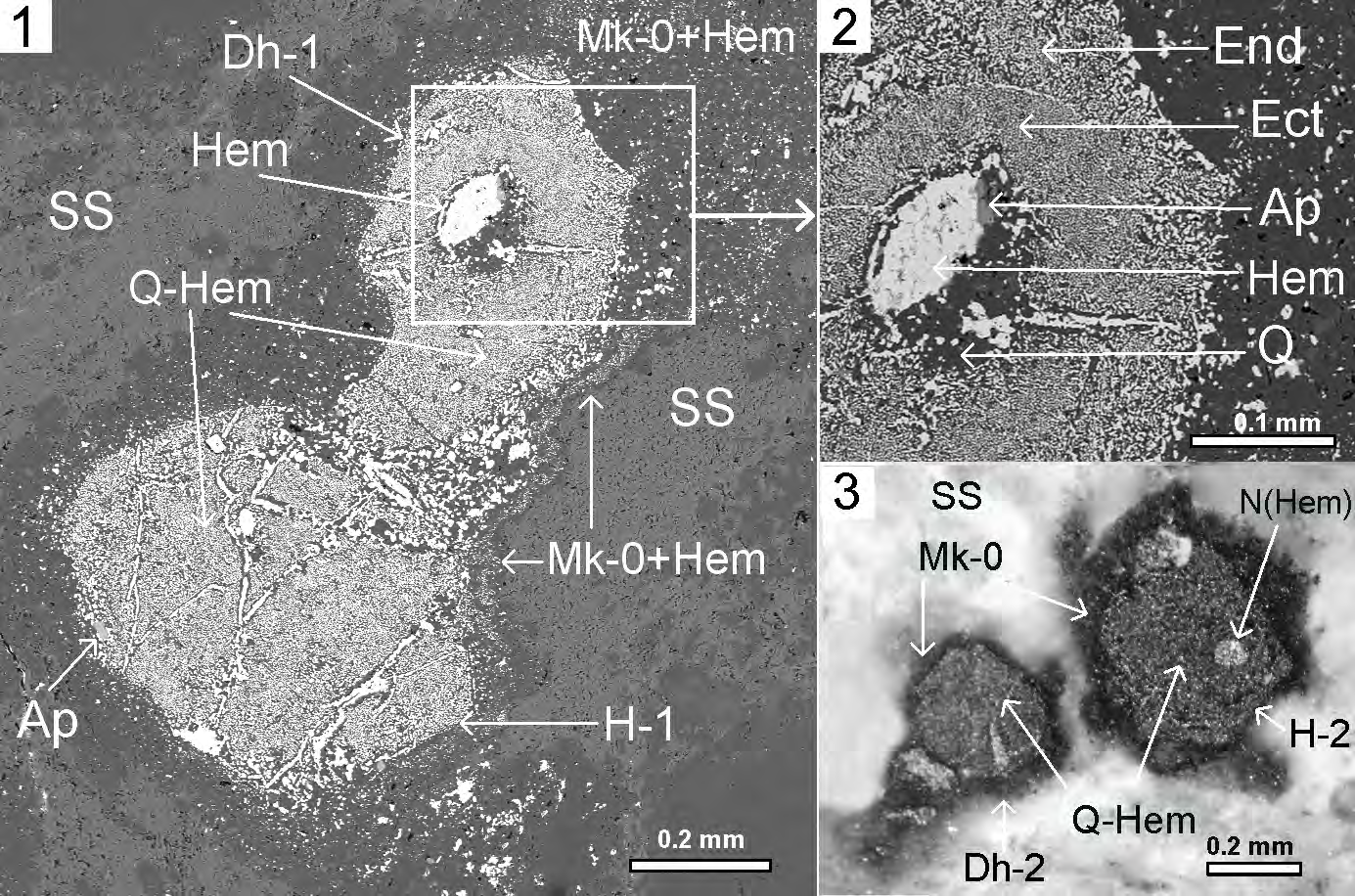 Figure 5: Microfossils of the virus-like structures of the Dinovirus hoglandi in the sericite slate (SS), 5.1-5.2 – under scanning electron microscope JSM-6510LA with energy-dispersion spectrometer JED-2200. 5.1. Structure Dinovirus hoglandi (D.h.- 1) in “contact” with the hexagon- cell structure (H-1): Sericite Slate – SS (grey), microquartzites globules – Gl (dark grey), microquartzites – Mk-0 (dark grey), formed during replacement of mucous membrane cells, quartz-hematite aggregate – Q-Hem (Q–dark grey, Hem–light grey) with symplectic texture, replacing the cell’s cytoplasm, nucleus – N(Hem) (light grey), hematite contractile vacuoles – Hem (CV) (light grey), digestive vacuoles – Hem (DV) (light grey), Apatite – Ap; 5.2. Fragment of D.h.-1 head. Quartz-hematite aggregate with symplectic texture of intergrowth of two mineral phases: Q–dark grey, and Hem–light grey; 5.3. Structure Dinovirus hoglandi (D.h.-2) in “contact” with the hexagon-cell structure H-2: Sericite Slate – SS (grey), microquartzites – Mk-0 (dark grey), formed during replacement of mucous membrane cells, quartz-hematite aggregate – Q-Hem (Q– dark grey, Hem–light grey) with symplectic texture, Hem (N) (light grey) – nucleus. Thin section, without analyzer.