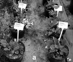 Figure 2: Vegetative development of in vitro and cryopreservation derived plants of _Dioscorea cayenensis_, 5-6 months after planting. General condition of plants derived from in vitro culture only (left row) and from cryopreserved apical buds at the first cycle (from in vitro plantlets) of growth (a), and spikes formation on the lower part of the stem at the second cycle (from the harvested tubers) of in vitro only (b) and cryopreservation (c) derived plants.