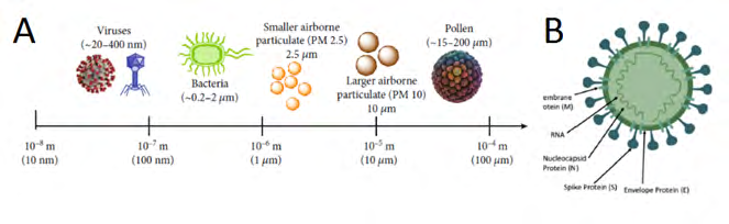 Figure 1: (A) Relative size chart of common airborne contaminants and pathogens [6], (B) Schematic of the main structure of coronavirus [7].