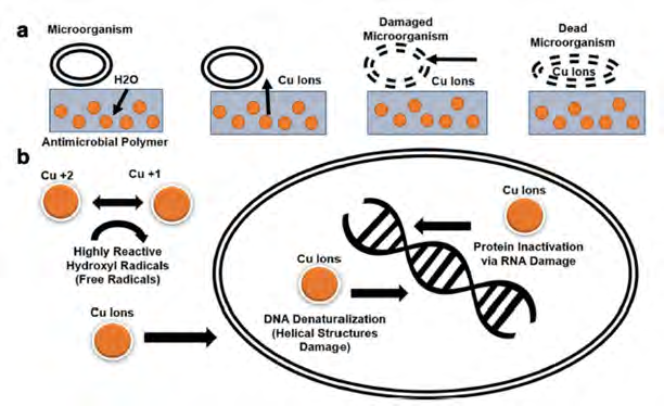 Figure 12: Schematic representation of antiviral mechanism of virus inactivation in polycationic PEI derivative coatings [8].