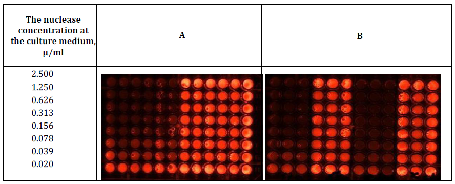 Figure 2: Determination of the DNase activity at the beginning (panel A) and the end (Panel B) of incubation of HSF cell culture (Columns 4-6 ,10-12 and 7 -12, Panels A and B respectively) and the culture mediums without the cells (Columns 1-3,7-9 and 1 -6, Panels A and B respectively). In the presence of _S. marcescens_ nuclease (Columns 1-6 and 1-3, 7-9, Panels A and B respectively) and in the absence (Columns 6- 12 and 4-6, 9-12 Panels A and B, respectively) of _S. marcescens_ nuclease.