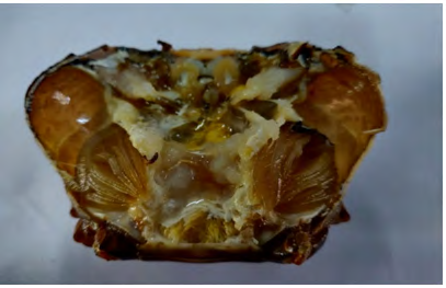 Figure 3: Testis of control male crab _Barytelphusa_ _cunicularis_.