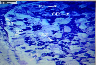 Figure 6: Photomicrograph on cross section of induced male _B. cunicularis_ showing developing spermatozoa and immature spermatocytes in seminiferous tubules (X540). H and E stain.