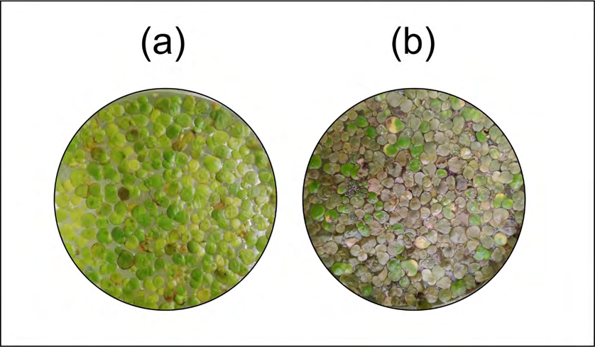 Figure 1: Fronds of S. polyrhiza under normal (a) and Hg stress (b) condition.