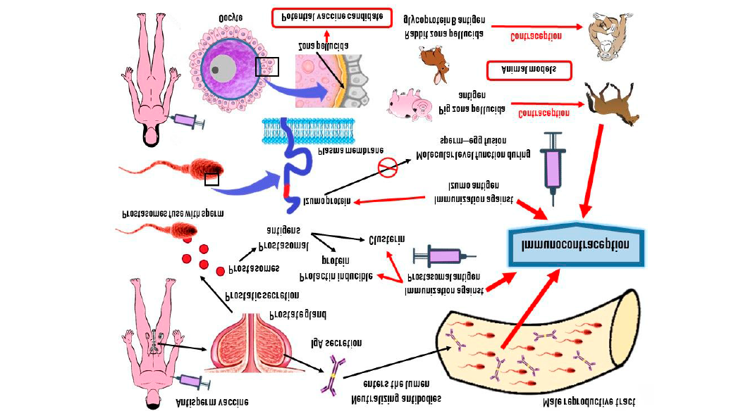 Figure 1: Mechanism of action that can produce successful immunocontraception along with potential antigens that can be used as vaccine candidates are depicted [9].