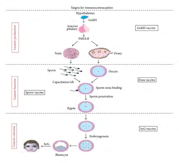 Figure 3: Schematic model indicating various targets that are being explored for the contraceptive vaccine development. These include targeting gamete production [gonadotropin-releasing hormone (GnRH), follicle- stimulating hormone (FSH), and luteinizing hormone (LH)], gamete function [zona pellucida (ZP) proteins of the oocytes and sperm antigens], and gamete outcome (human chorionic gonadotropin [hCG]) [41].