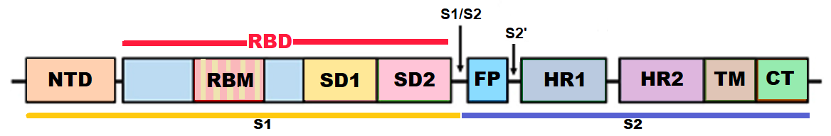 Figure 1: Structure of the SARS-CoV-2 S protein NTD- N-terminal domain, RBM-Receptor binding motif, SD1-Subdomain 1, SD2-Subdomain 2, FP-Fusion Peptide, HR1-Heptad Repeat 1, HR2-Heptad Repeat 2, TM - Trans membrane Region, and CT- Cytoplasmic Tail or IC - intracellular domain).