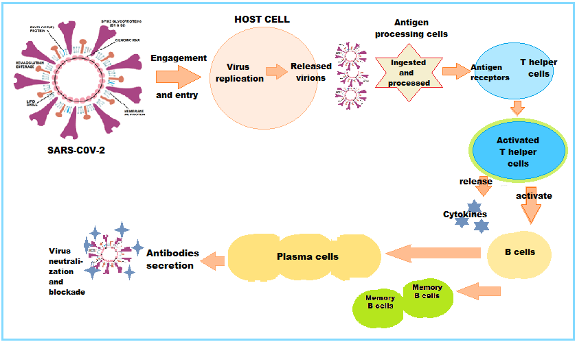 Figure 2: Immune Response against SARS-CoV-2.