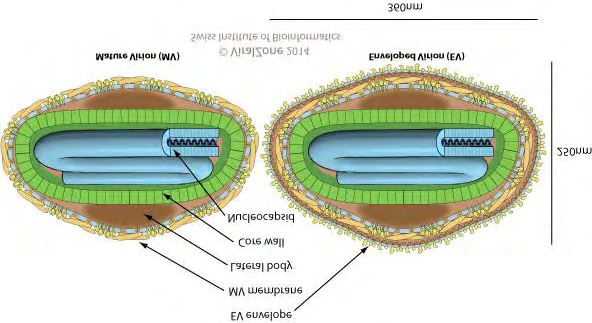 Figure 1: General structure of Capripoxvirus Source: https://viralzone.expasy.org/152 (accessed 03 May, 2020) **d.	 Viral Replication** Poxviruses carry out both replication and transcription their genome within the cytoplasm of infected cells and encode most of the proteins required for the synthesis of viral macro-molecules. After fusion of the virion with the plasma membrane or via endocytosis, the viral core has released into the cytoplasm. Transcriptase released from the core of the virion facilitates formation of mRNA within minutes after infection [33]. The polypeptides produced by translation of these mRNAs complete the uncoating of the core before the actual viral DNA synthesis begins 1.5 to 6 hours of infection. Two forms of virion have released from the infected cells (virion with one membrane, and virion with two membranes) and both types are infectious [34]. **e.** **Host Range** LSDV mainly affects cattle but also observed in domestic Asian water buffaloes [35,36]. The European breed (Bos Taurus) is usually more susceptible than Zebu or Sub- Saharan Africa breed (Bos indicus). LSD-like lesions have been observed in intra-dermally inoculated with LSD [37]. Moreover, giraffe and impala has experimentally infected with LSDV. Domesticated buffaloes are more susceptible to LSDV than wild buffaloes [38]. LSD clinical signs have also been observed in a two year female Arabian Oryx [39].
