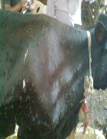 Figure 5: Generalized skin nodules.
