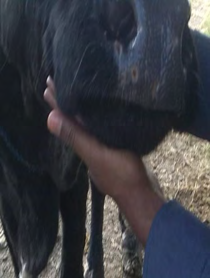 Figure 6: Necrotic pox lesions appear in the muzzle.