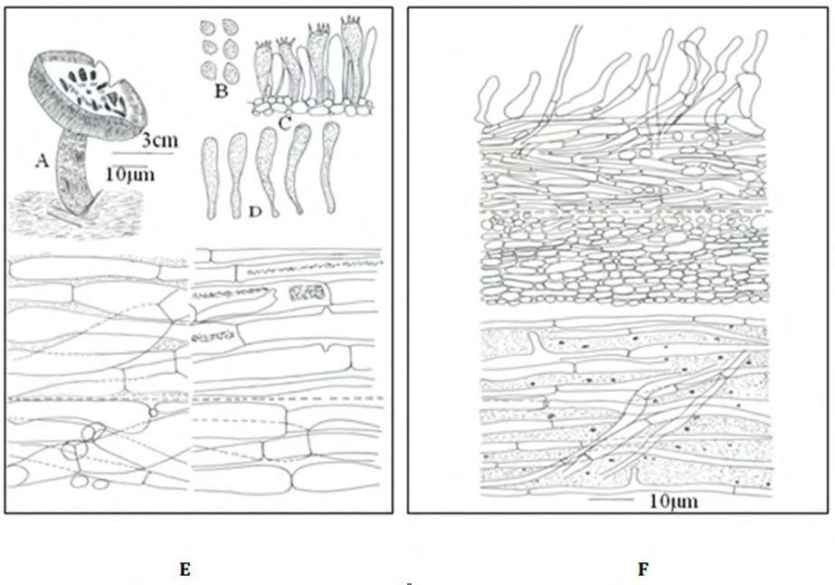 Figure 2: ECM root of Tricholoma aurantium+ Cedrus deodara (Schaeff.) Ricken