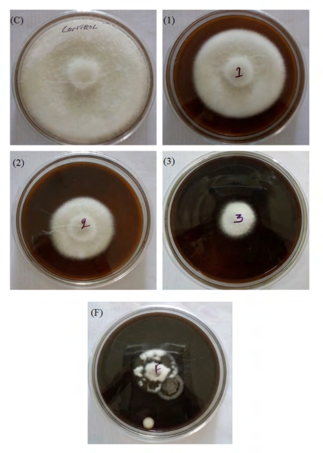 Figure 2: PCR amplified product of isolated _Phytophthora_ sp.on Agarose gel electrophoresis pattern. Lane (A) Standard molecular weight marker (1kb-100bp), Lane; (B) Amplified DNA fragments from fungal isolate.