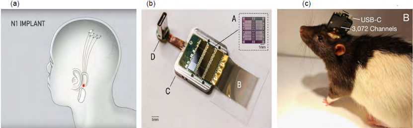 Figure 2: (a): The BCI implanted device in human by Neuralink Company; (b): BCI design with a USB-C interface; (c): Experimental of Neuralink BCI in a rat model (10) [7].