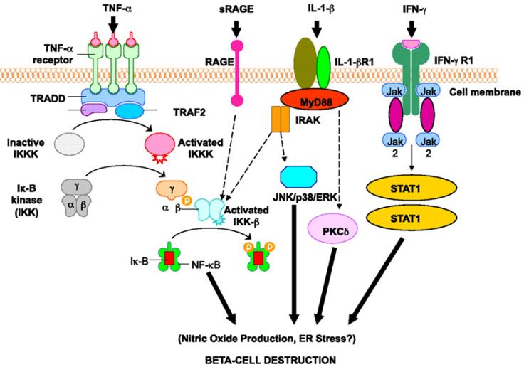 Figure 3: Courtesy ref no 20-Activation of inflammatory mediators in pancreatic β-cells in type 1 diabetes. Tumor necrosis factor-α (TNF-α), IL-1β, and interferon-γ (IFN-γ) are the most likely cytokines acting in synergy during inflammation of pancreatic β-cells, leading to the activation of a final common pathway, such as nuclear factor-κB (NF-κB) and, ultimately, to β-cell destruction. NF-κB can be activated by a variety of stimuli, including TNF-α, IL-1, receptor for advanced glycation end products (RAGE), and Toll-like receptors (TLRs). IL-1β is an inflammatory cytokine that plays a major role in immune- mediated β-cell destruction. Interestingly, in patients with type 2 diabetes, the IL-1 pathway blockade with an IL-1 receptor antagonist (Anakinra) improved glycemic control and β-cell secretory function and resulted in a significant reduction marker of systemic inflammation, namely, C-reactive protein and IL-6 [56]. A recent clinical study indicated that the blockade of the IL-1β pathway in type 1 diabetes resulted in the reduced ability of mononuclear cells to traffic to sites of inflammation [57]. The latter observations provide evidence for a possible mechanistic link between type 1 and type 2 diabetes, and additional studies are necessary to unravel the common inflammatory pathways involved in the pathologic etiology of these two diseases. Compelling evidence indicates that cytokines influence the expression of inducible NO synthase (iNOS) leading to NO production. IL-1β and IFNγ, by NO synthesis, were reported to markedly decrease sarco(endo)plasmic reticulum Ca2+ ATPase 2b (SERCA2b) protein expression, deplete Ca2+