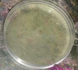 Figure 2: Chitosan-Gelatin transdermal patch.