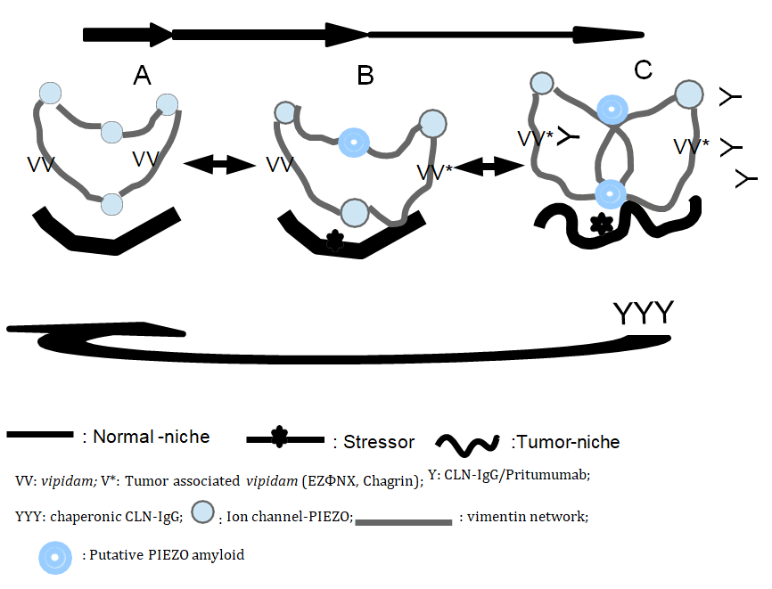 Figure 1: The scheme of PIVIEMT tumbler explaining regression of malignant tumor by the resilience of tumor-PIVIEMT by means of repetitive administration of anti-vipidam natural human monoclonal antibody CLN-IgG/Pritumumab.