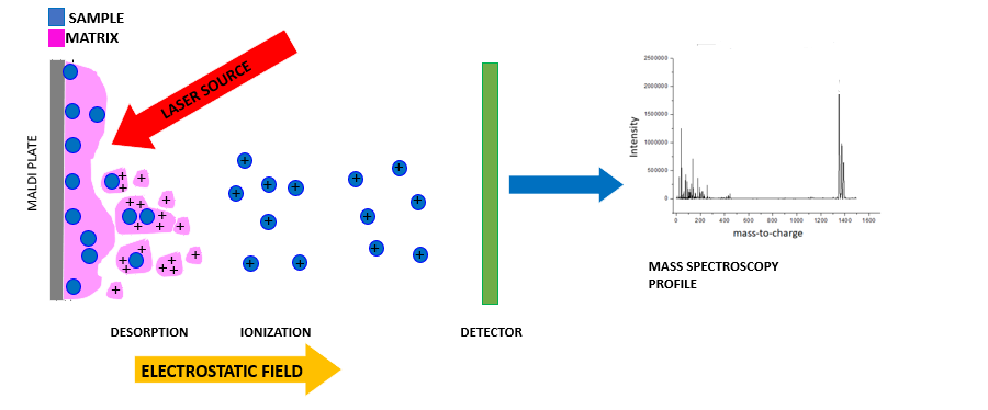 Figure 1: Schematic of the workflow under matrix-assisted laser desorption/ionization time-of-flight conditions.