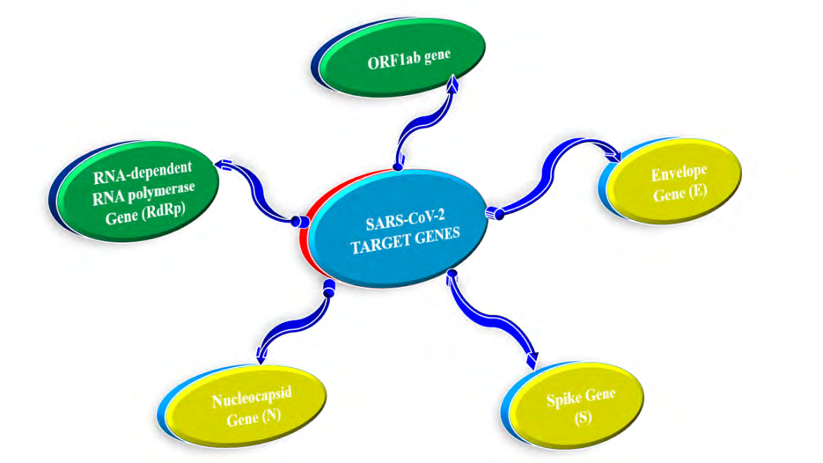 Figure 2: SARS-CoV-2 List of Target genes used for RT-PCR Diagnostic kits. Highlighted in green boxes are confirmatory genes and Yellow were Preliminary detection genes.