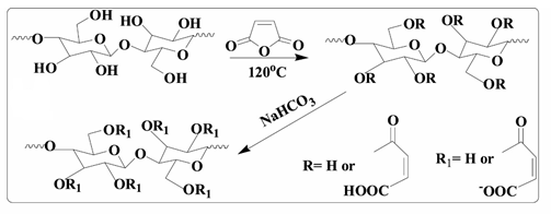 Figure 21: Schematic preparation of maleic modified M-CS, M-CCL, M-CCSD [36].