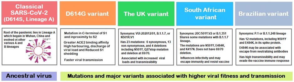 Figure 2: The ancestral SARS-C0V-2 virus and its notable mutations and major variants.