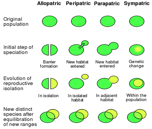 Figure 1: How Neanderthals affected gene flow in humans.