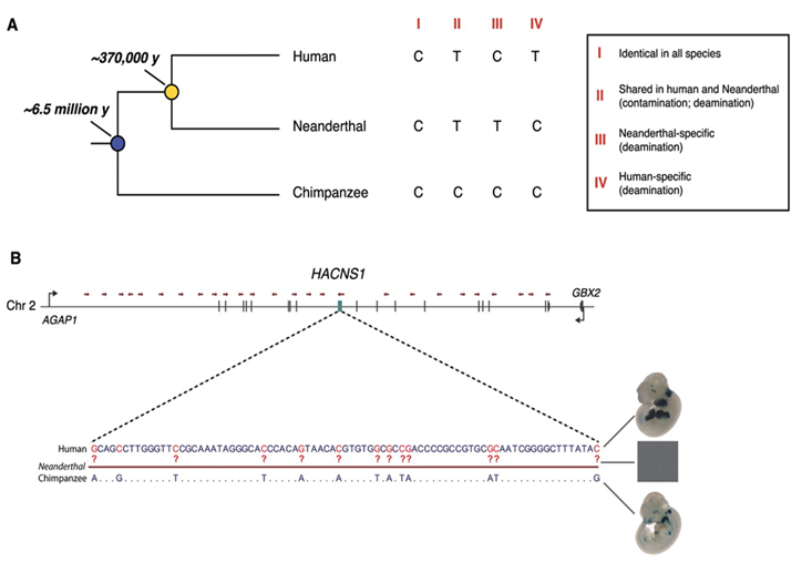 Figure 2: Evolutionary relationship of modern human, Neanderthal, and chimpanzee.