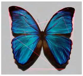 Figure 11: pic1.jpg clone detection.