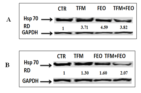 Figure 5: Effects of FEO on TFM-induced genotoxicity in HEK-293 and Hep G2 cells. Data are expressed as an average ± standard deviation of three independent experiments. The values are significantly different (p <0.05) compared to the control. **** p <0.0001, statistically significant compared to the control group. (##) <0.01 significantly different from the control; (####) p <0.0001 significantly different compared to cells treated with Triflumuron alone (A). Different classes of DNA damages quantified by the comets test and visualized using fluorescent microscope. Then cell were photographed using a digital camera (original magnification ×200) (B).
