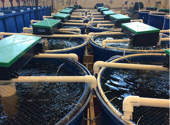 Figure 1: ** An example of recirculating aquaculture systems (RAS) located at the Virginia Tech Department of Food Science and Technology (Blacksburg, VA, USA). (Image taken from Wikipedia; https://en.wikipedia.org/wiki/ Recirculating_aquaculture_system).