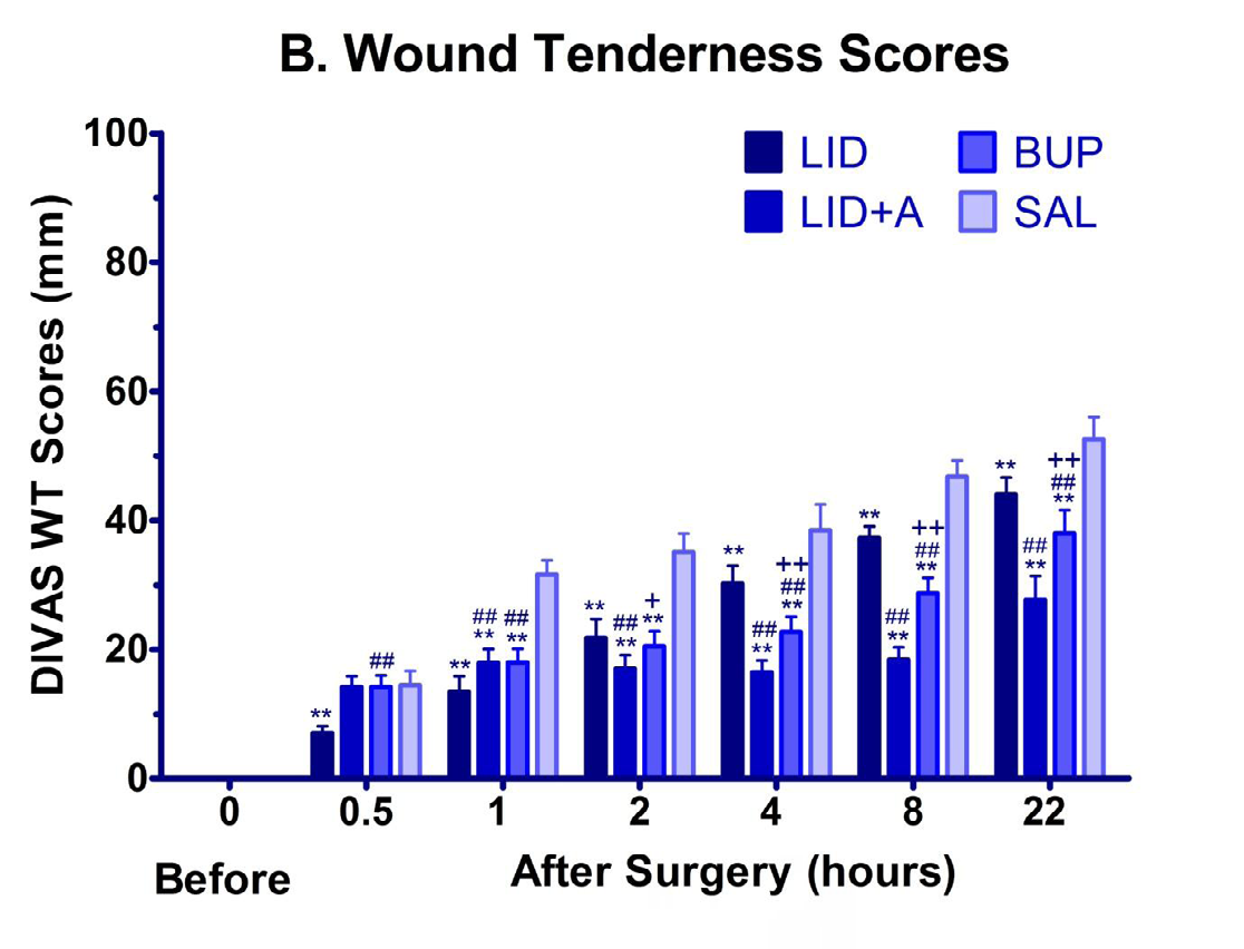 Figure 2: Wound tenderness scores in goats of different treatment groups at each assessment time. Basal DIVAS-wound tenderness scores are not shown because the goats were not having the wound prior to surgery and their scores were zero. **P < 0.01, *P < 0.05; LID/ LID+A/BUP group vs. SAL group. ##P < 0.01, #P < 0.05; LID+A /BUP vs. LID group. ++P < 0.01, +P < 0.05; BUP vs. LID+A group; One-way ANOVA followed by Bonferroni’s post-test.