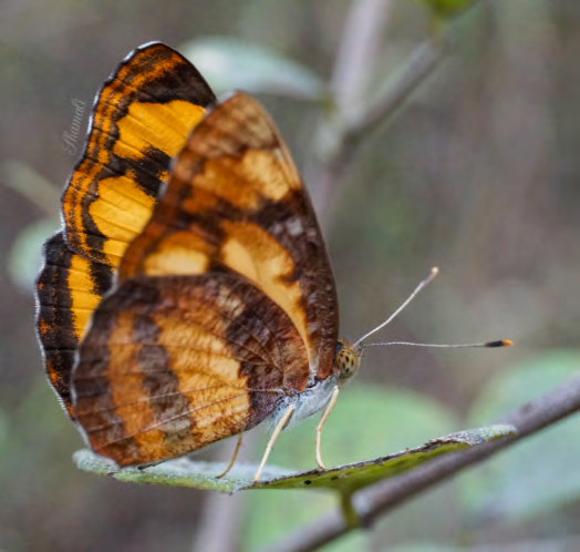 Figure 10: Lascar butterfly (Pantoporia sp.) (New to Gorewada reserve Forest).
