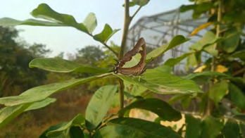 Figure 11: Common Nawab(Polyuraathamas) (Rarest).