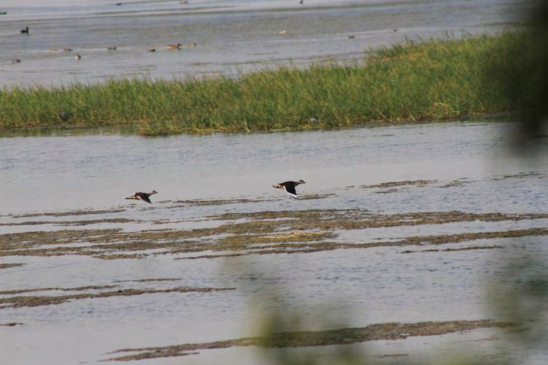 Figure 4: Migratory birds.