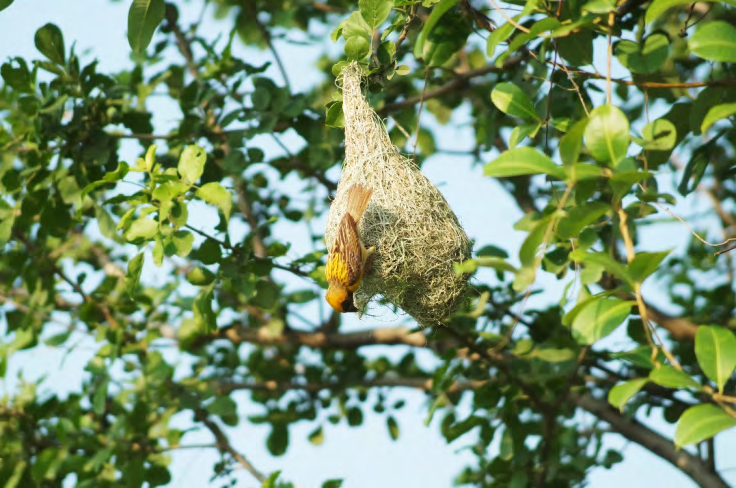 Figure 6: Bayaweaver weaving its nest.