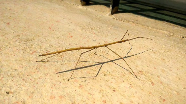 Figure 8: Indian Stick Insect (Carausius Sp.).