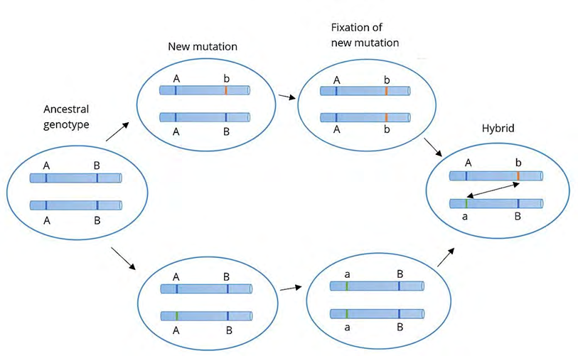 Figure 2: Human DEAD-box RNA helicase.