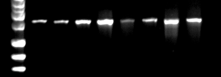Figure 1: Haemolysin A gene PCR products (chromosomal DNA) agarose gel image. Lane 01, 02, 03, 04, 05, 06, 07 and 08, are isolates that harbours hlyA gene with expected amplicon size of 1177bp [17]. Lane M is molecular marker (1kb DNA ladder, Bioline, UK).