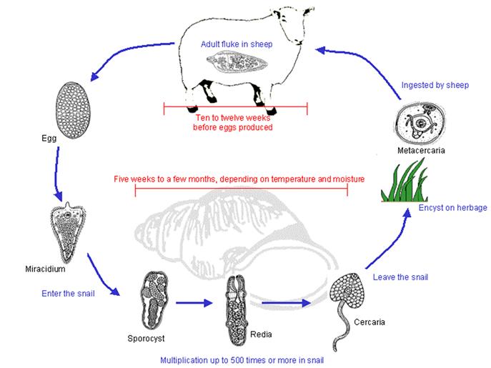 Figure 2: Life-cycle of the liver fluke, Fasciola hepatica. (Drawings courtesy of Drs Oldham, Jacobs and Fox).