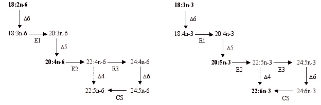Figure 1: Overall equation for de novo fatty acid synthesis [9]. De novo lipogenesis occurs in the cytosol [25], in which two enzymes are involved: acetyl-CoA carboxylase (ACC) and fatty acid synthetase (FAS) [9,25]. Both of them are complexes and catalyze multiple reactions [7]. Acetyl-CoA carboxylase adds carbon dioxide to acetyl-CoA (also to 3- hydroxybutyrate in lactating mammary gland of ruminants) to yield malonyl-CoA. The malonyl group and an acetyl group are then transferred from CoA to the fatty acid synthetase complex and condensed to give acetoacetyl-S-enzyme with the release of the carbon dioxide. The enzyme system then carries out sequentially the reduction of the ketoacyl group, dehydration of the hydroxyacyl group and reduction and hydrolysis of an enoyl group [9,25]. The main sites of lipogenesis are adipose tissues and liver, where the major product is palmitic acid [9,28]. In pigs, the lipogenesis activity is more intense in liver than in adipose tissue for piglets before weaning age [29], but this becomes the inverse after weaning, where more than 80 % of fatty acids are synthesised de novo in adipose tissues, from dietary glucose [30-32]. In this view, the pig is distinguished from other monogastric species, where de novo lipogenesis is mostly occurring in river tissue.