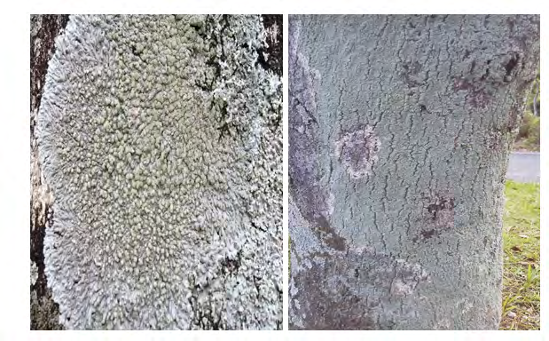 Figure 3: Dirinaria applanata (Photographs taken by Waill A. Elkhateeb, Locality: Hakozaki Higashi-ku Fukuoka-shi Japan).