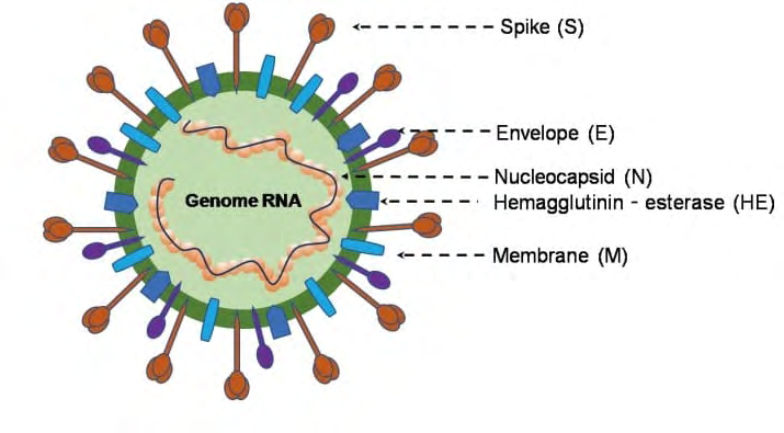 Figure 1: Structure of coronavirus