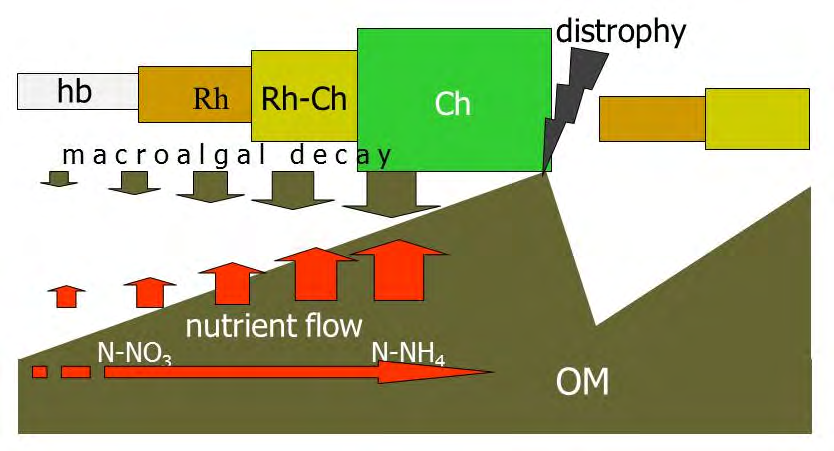 Figure 1: Nutrient release and vegetation dominance cicles are altered by the progressive enrichment of the sediment organic matter, OM (in brown: OM increase from left to right). Arrows pointing downwards: organic matter sedimentation; arrows pointing upwards: nutrient release from the bottom (from left to right, from nitrate to ammonium dominances); hb, high biodiversity; Rh, Rhodophyceae dominance; Ch, Chlorophyceae dominance from Lenzi, et al. [12].