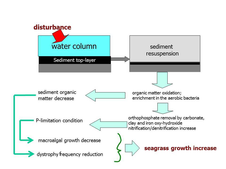 Figure 3: A conceptual model for sediment resuspension consequences from Lenzi and Porrello [55].