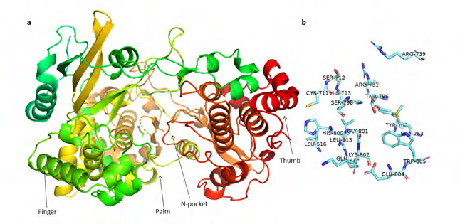 Figure 1: (a) Structural details of RdRp subunit of NS5 protein, and (b) N-pocket of NS5 protein of zika virus.