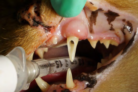 Figure 14: Radiograph at 13 weeks post-surgery with the screw retained restoration fixated to the implant taken to verify complete mating of the restoration and implant at the platform.