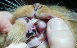 Figure 9: Clinical appearance at 8 week post-surgical demonstrating non-inflamed gingival tissue.
