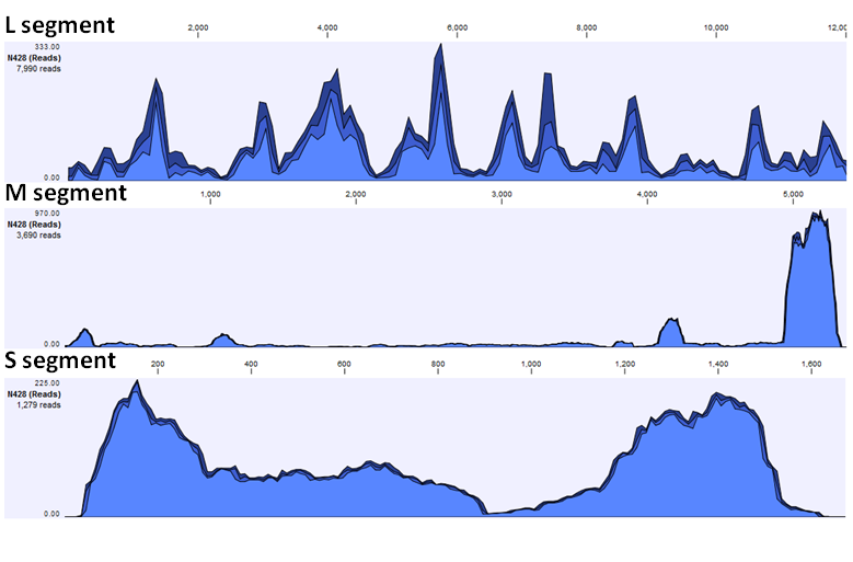 Figure 3: Coverage of contig reads across the three segments of CCHF virus from sample N428.